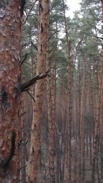 Vertical video of the pine forest in the afternoon — Stock Video