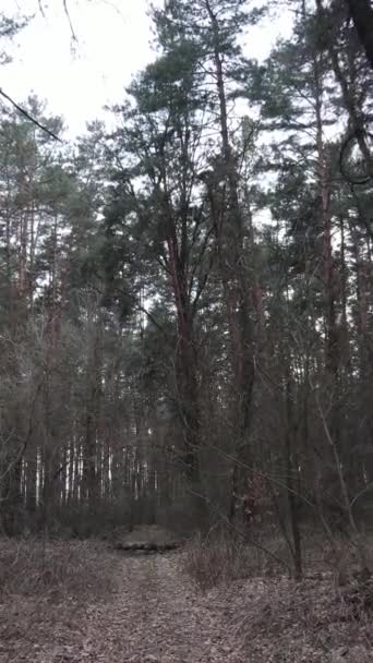 Vidéo verticale de la pinède dans l'après-midi