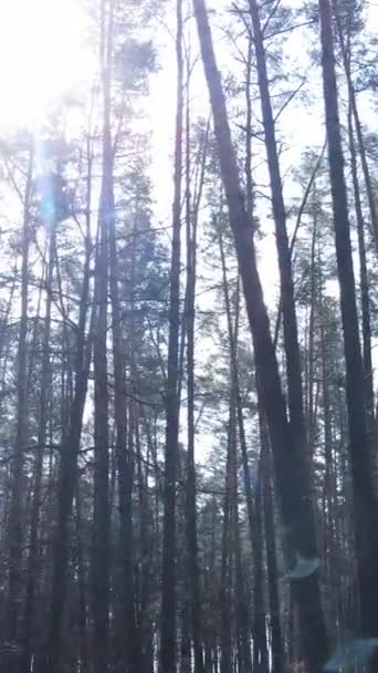 Vertical video of the pine forest in the afternoon — Stock Video