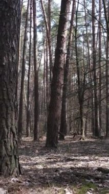 Öğleden sonra çam ormanının dikey videosu