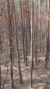 Öğleden sonra çam ormanının dikey videosu