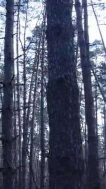 Öğleden sonra çam ormanının dikey videosu