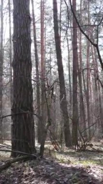 Öğleden sonra çam ormanının dikey videosu