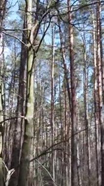 Öğleden sonra çam ormanının dikey videosu