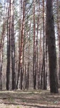 Öğleden sonra çam ormanının dikey videosu