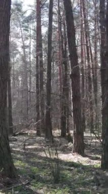 Öğleden sonra çam ormanının dikey videosu