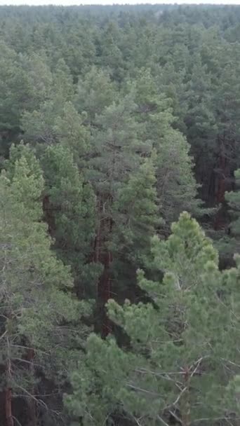 Vidéo verticale de la pinède dans l'après-midi