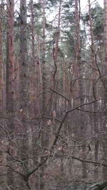 Vertikales Video des Kiefernwaldes am Nachmittag — Stockvideo