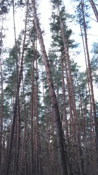 Vídeo vertical del bosque de pinos por la tarde — Vídeo de stock
