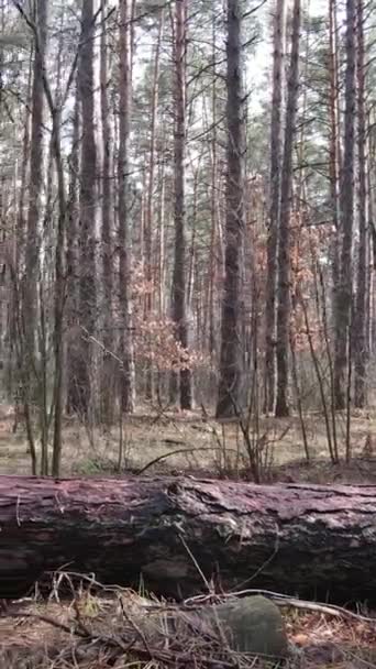 Vertical video of the pine forest in the afternoon — Stock Video