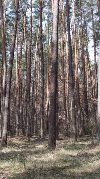 Vídeo vertical da floresta de pinheiros à tarde — Vídeo de Stock