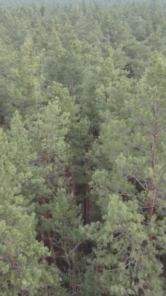 Vidéo verticale de la pinède dans l'après-midi