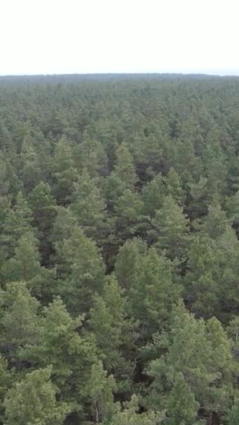 Vidéo verticale de la pinède dans l'après-midi