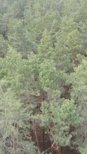 Vidéo verticale de la pinède dans l'après-midi