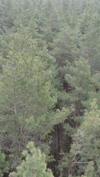 Vidéo verticale de la pinède dans l'après-midi