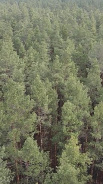 Vidéo verticale de la pinède dans l'après-midi