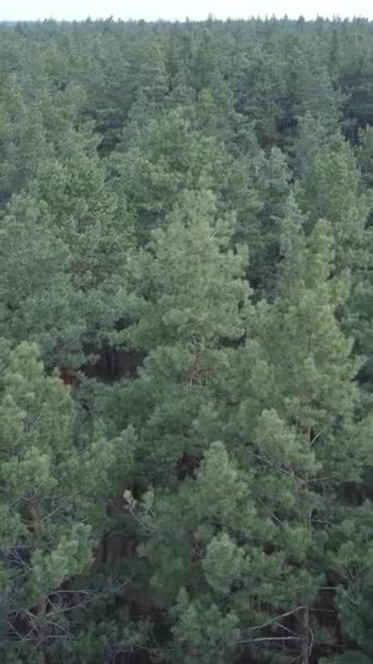 Vidéo verticale de la pinède dans l'après-midi