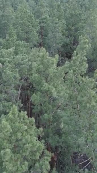 Vidéo verticale de la pinède dans l'après-midi