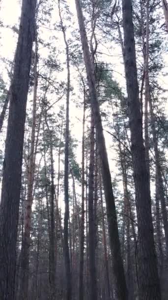 Vertical video of the pine forest in the afternoon — Stock Video