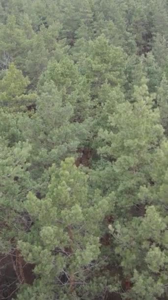 Vidéo verticale de la pinède dans l'après-midi