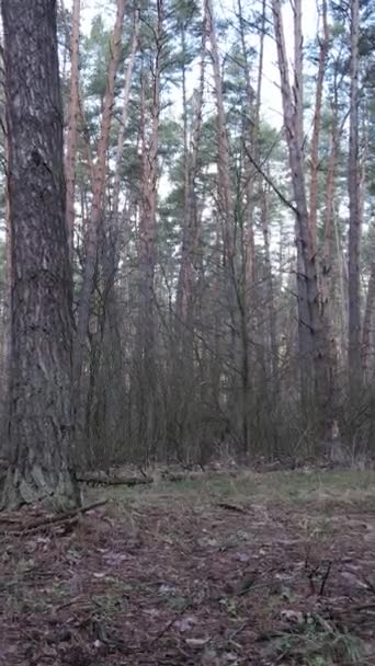 Függőleges videó a fenyőerdőről délután — Stock videók