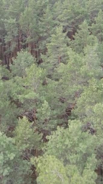 Vidéo verticale de la pinède dans l'après-midi