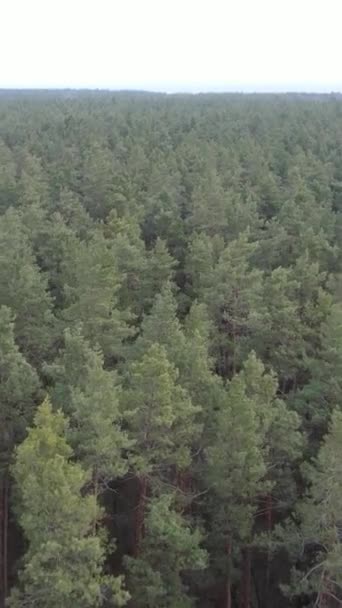 Vidéo verticale de la pinède dans l'après-midi