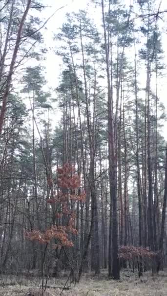 Vídeo vertical del bosque de pinos por la tarde — Vídeos de Stock