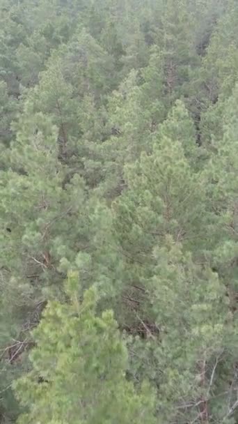 Vidéo verticale de la pinède dans l'après-midi