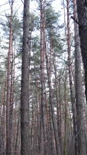 Vertical video of the pine forest in the afternoon — Stock Video