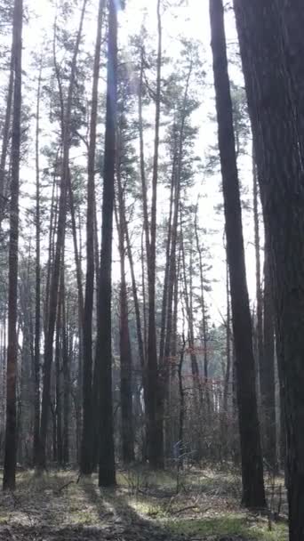 Vídeo vertical da floresta de pinheiros à tarde — Vídeo de Stock