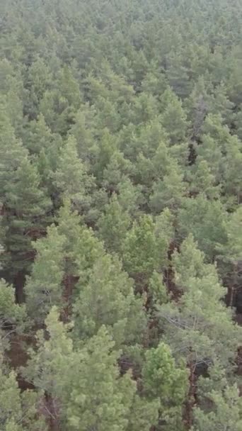 Vidéo verticale de la pinède dans l'après-midi