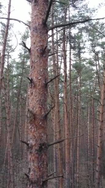 Vertical video of the pine forest in the afternoon — Stock Video