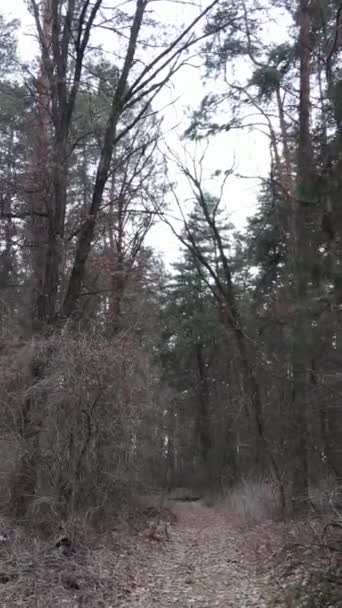 Vidéo verticale de la pinède dans l'après-midi