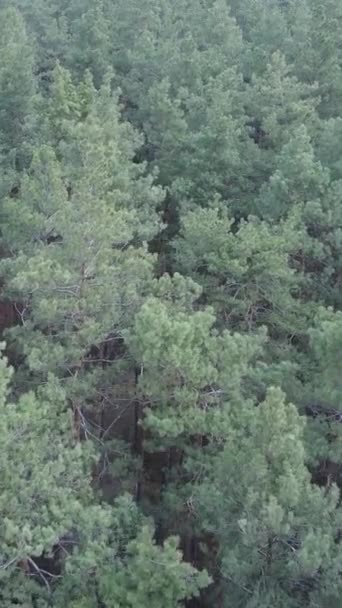 Vidéo verticale de la pinède dans l'après-midi