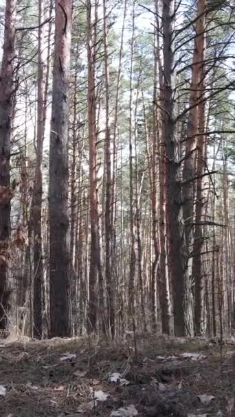 Verticale video van het dennenbos in de namiddag — Stockvideo
