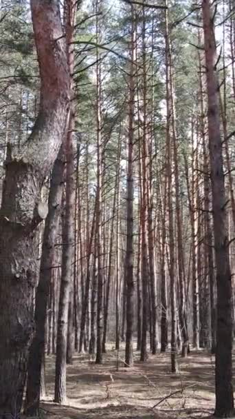 Вертикальное видео соснового леса днем — стоковое видео