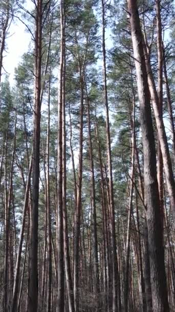 오후에 있었던 소나무 숲의 수직 영상 — 비디오