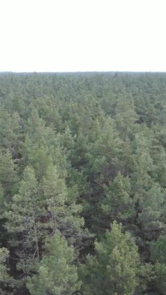 Vidéo verticale de la pinède dans l'après-midi