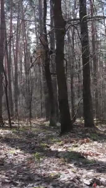 Vídeo vertical da floresta de pinheiros à tarde — Vídeo de Stock