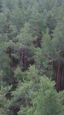 Öğleden sonra çam ormanının dikey videosu