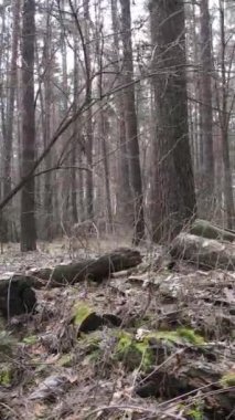 Öğleden sonra çam ormanının dikey videosu