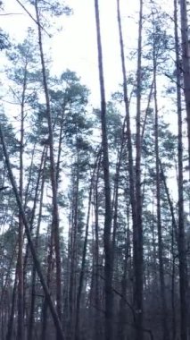 Öğleden sonra çam ormanının dikey videosu