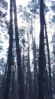 Öğleden sonra çam ormanının dikey videosu