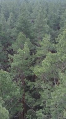 Öğleden sonra çam ormanının dikey videosu