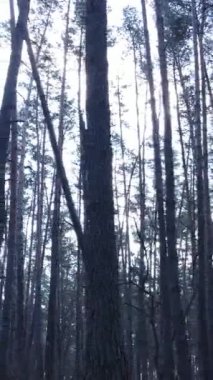 Öğleden sonra çam ormanının dikey videosu