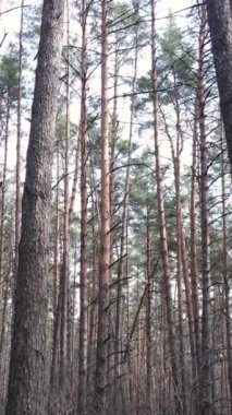 Öğleden sonra çam ormanının dikey videosu