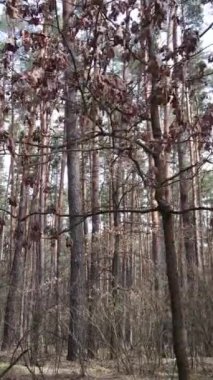 Öğleden sonra çam ormanının dikey videosu