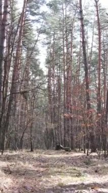 Öğleden sonra çam ormanının dikey videosu