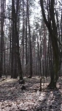 Öğleden sonra çam ormanının dikey videosu